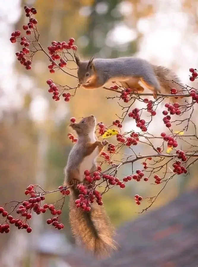 С Добрым Утром 🐿🐿 #1