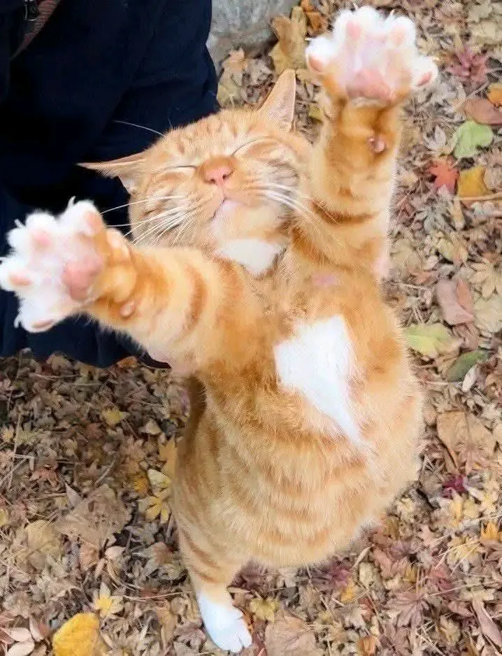Утренние объятия 🐾👍 #1