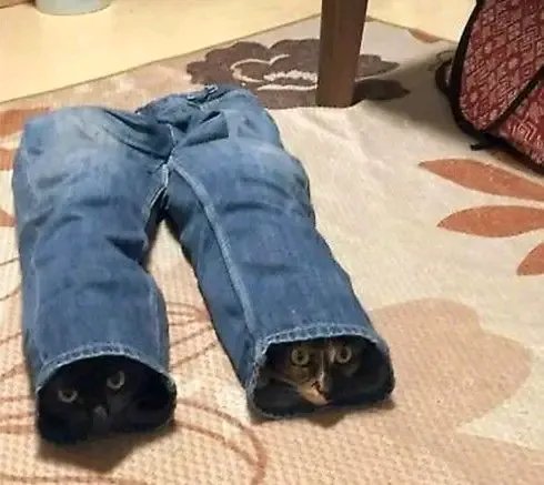 Мастера маскировки🐾🐈🐈 #1