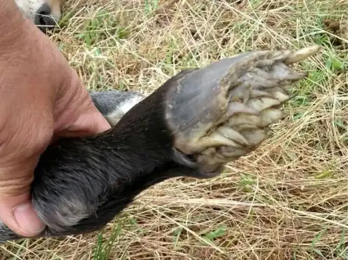 Копыта новорожденного жеребёнка 🐎 #3