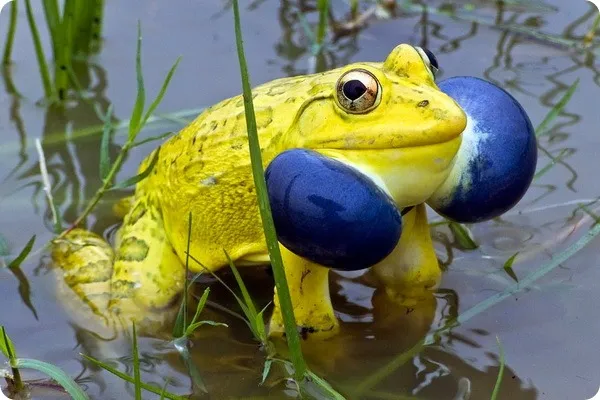 Среда 🐸 #2