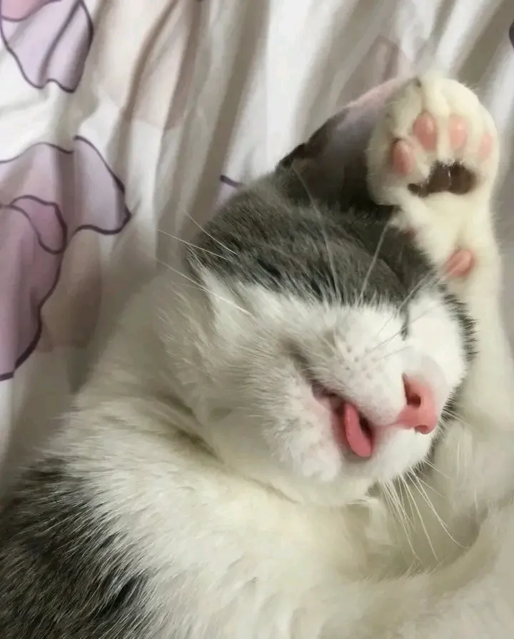 С Добрым Утром🐾 #1