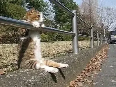 С Добрым Воскресным Утром🐾 🌞 #1