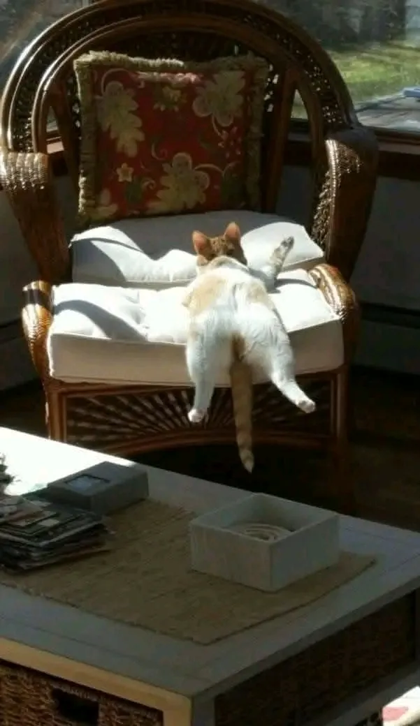 С тёплым субботним утром🐾🌞 #1
