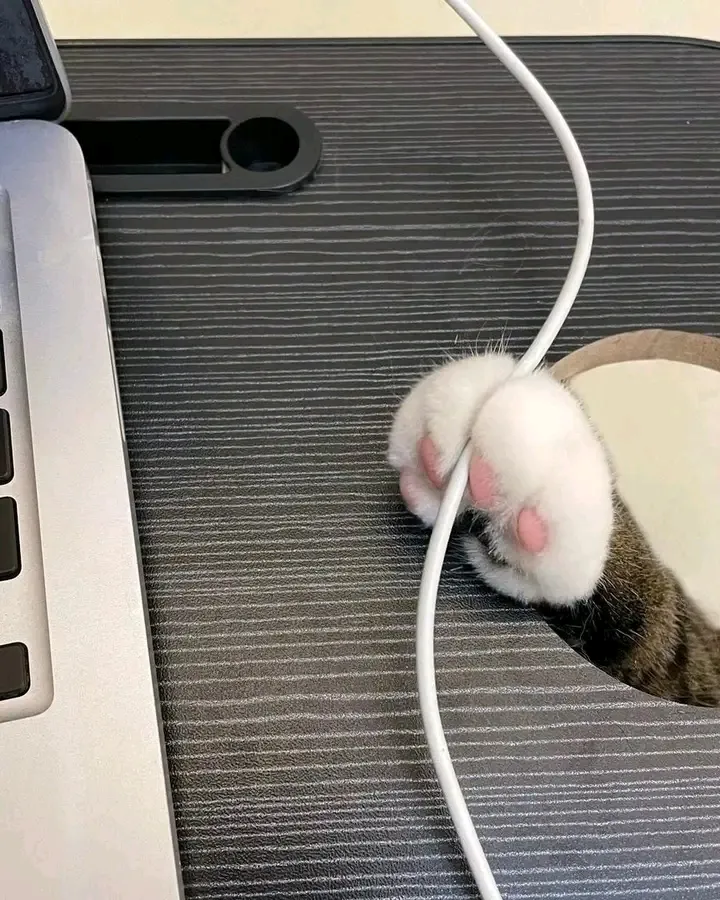 С началом рабочей недели 😉🐈🐾👍 #1