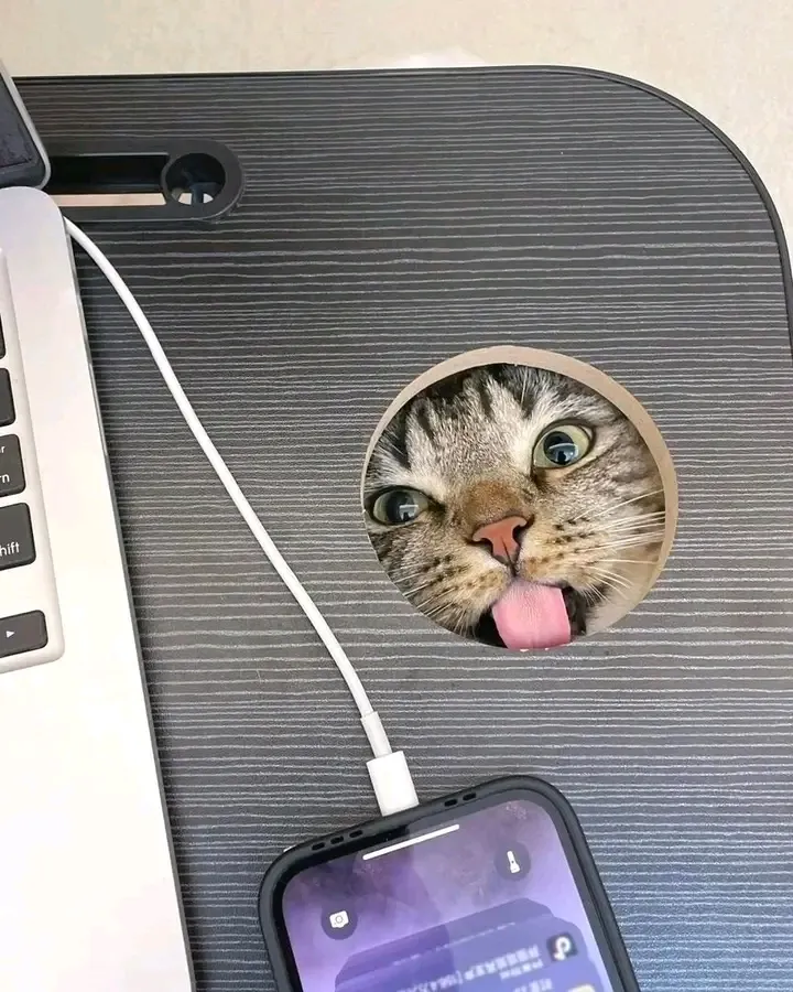 С началом рабочей недели 😉🐈🐾👍 #2