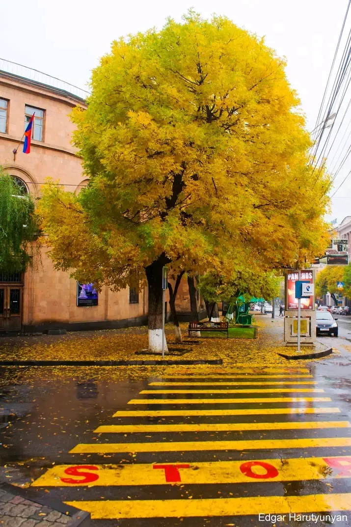 Осеннее утро. Ереван. 