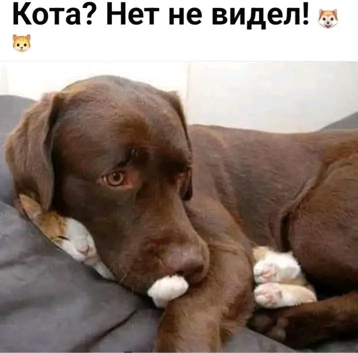 С Добрым Утром🐾🐾🌞 #1