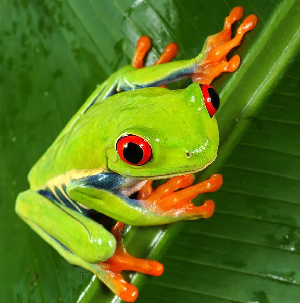 Среда, чуваки 🐸
