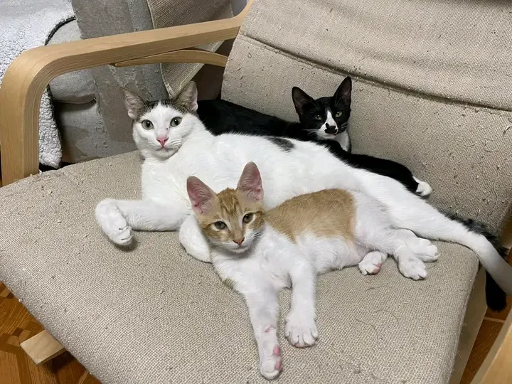 ТриКОТажное кресло 🐾🐾🐾🥰👍 #1