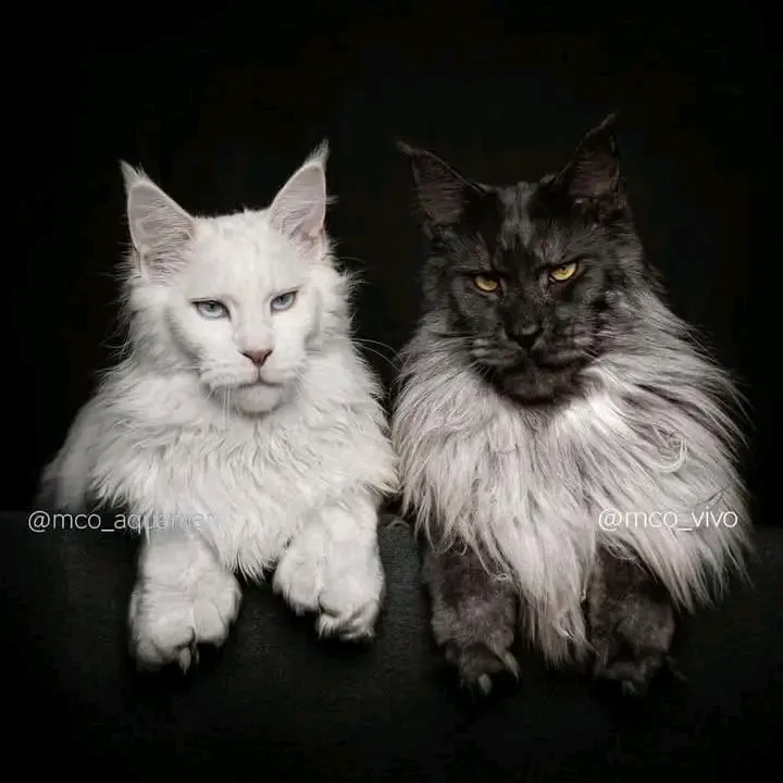 Сладкая парочка 🥰👍 #2