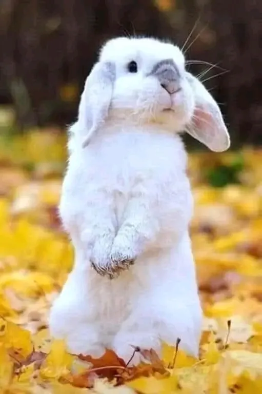 🥰🥰🥰 🐇 #1