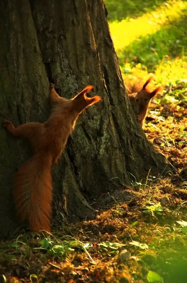 Всем привет 😉🐿🐿 #1