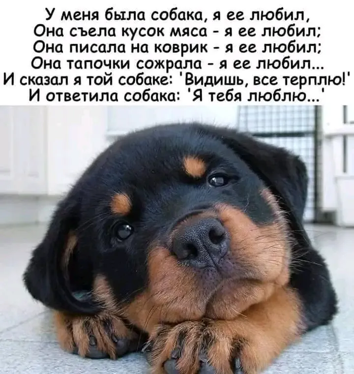 С Добрым Утром🐾🌞 #1