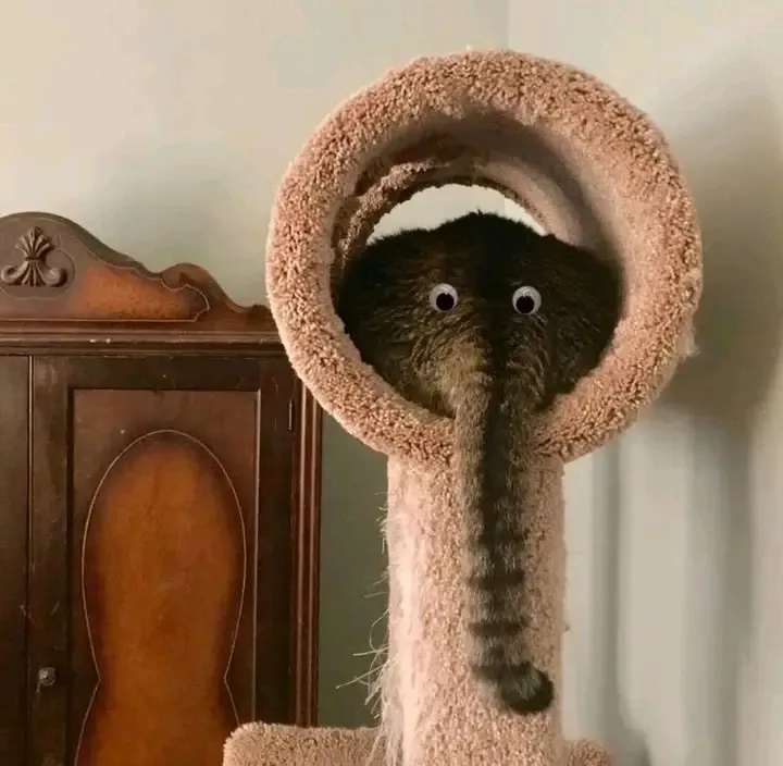 Вот вам слоник, а то всё коты и коты🤣 #1