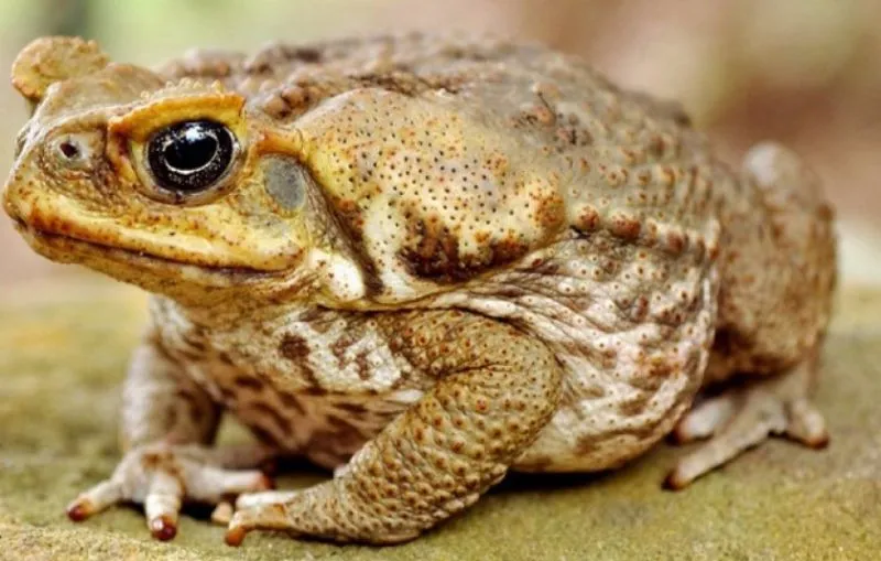 Среда, чуваки 🐸 #1