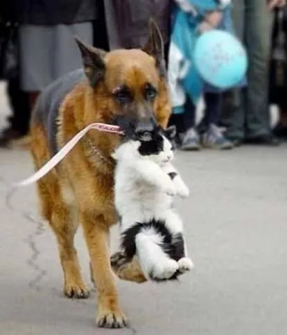 Возвращение блудного кота😉🥰👍 #1