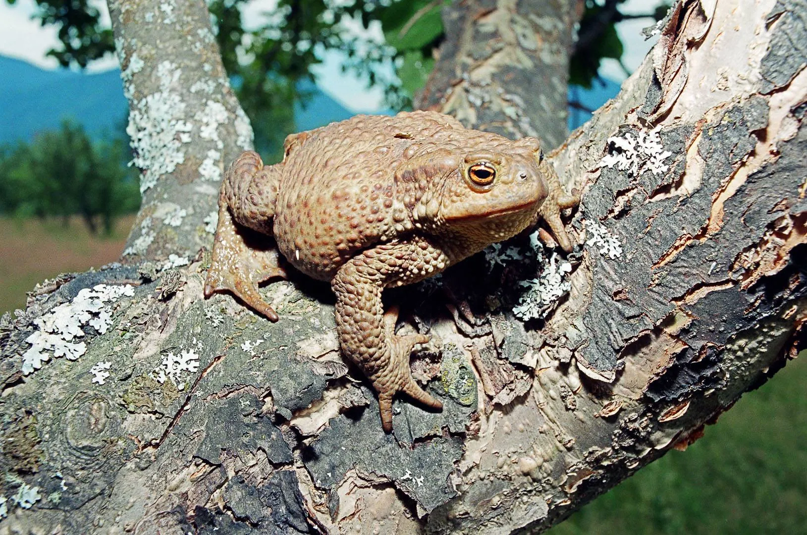 Среда, чуваки 🐸 #1