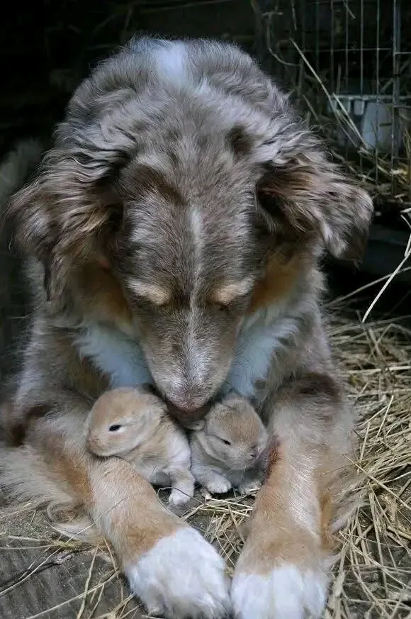 С Добрым Утром🌞 🐇🐇🐶 #1