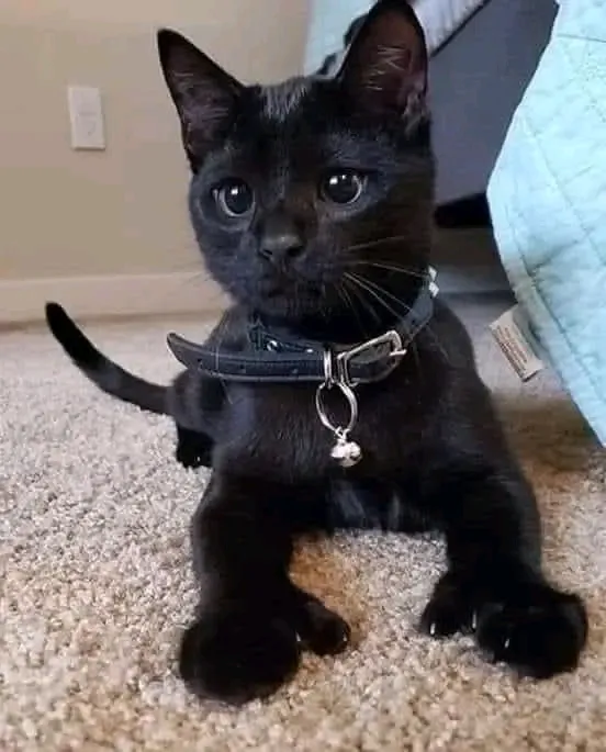 Вот такого вам милого и доброго утра🐾 🌞🥰 #1