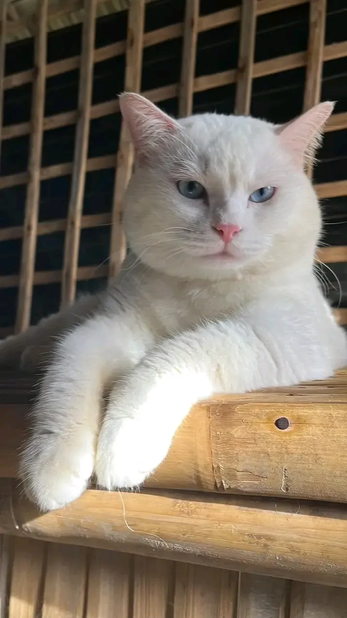 Удачной недели и доброго утра🐾 🌞 #1