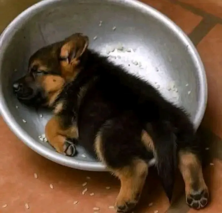 Маленький обжора💝🐾 #1
