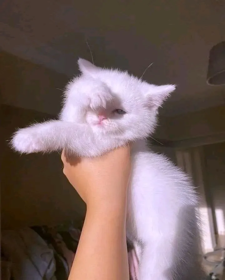 🐾💖 #2