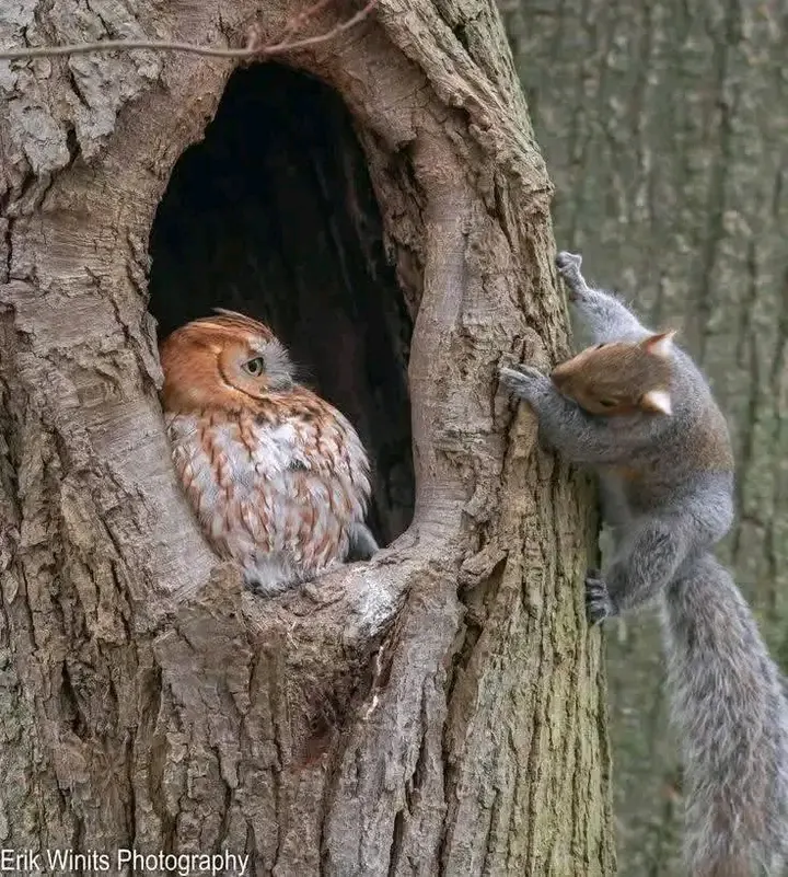 Привет,пятница👋 🐿 🦉 #1