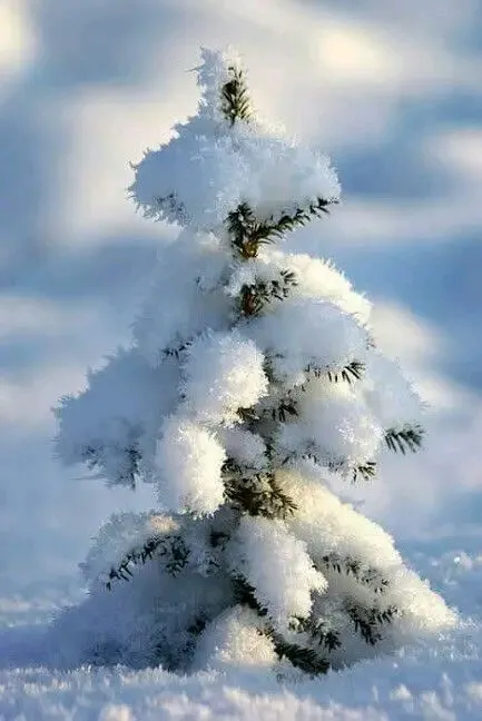 С Первым Днём Зимы ❄ #1