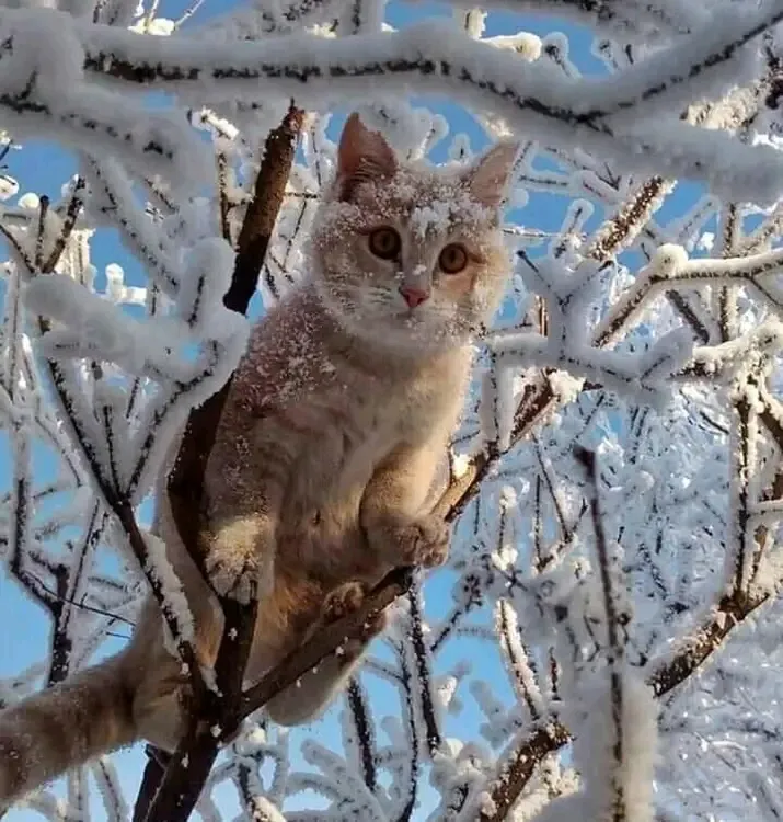 С Добрым Утром🐾🌞 💖 #1