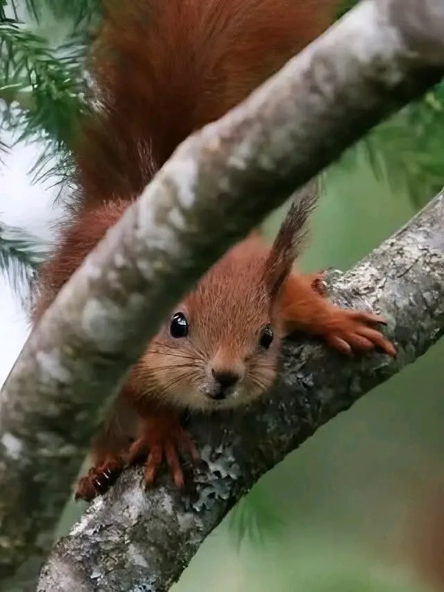 С Добрым Утром 🐿🌞 #1