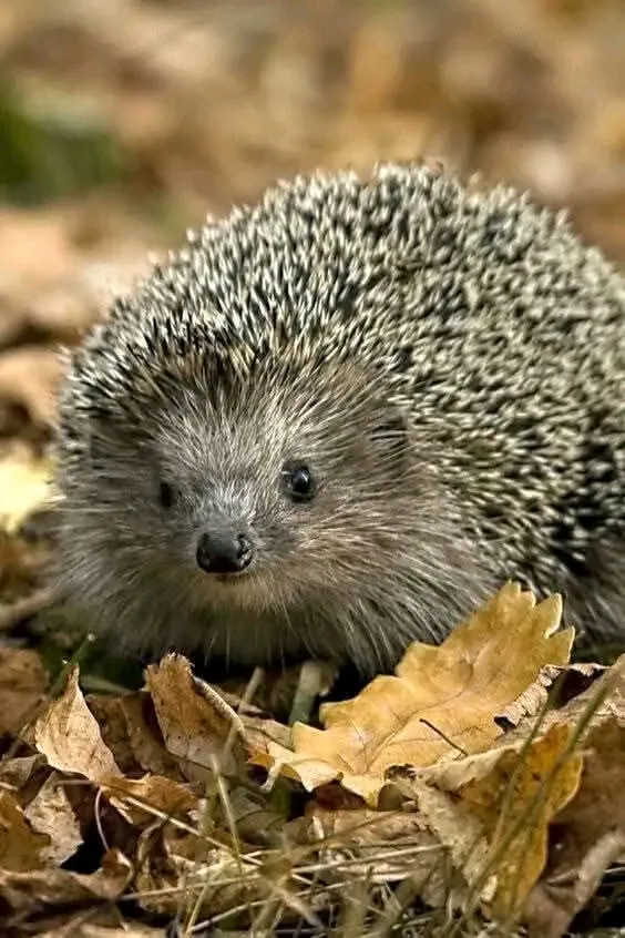 🦔🥰👍 #1