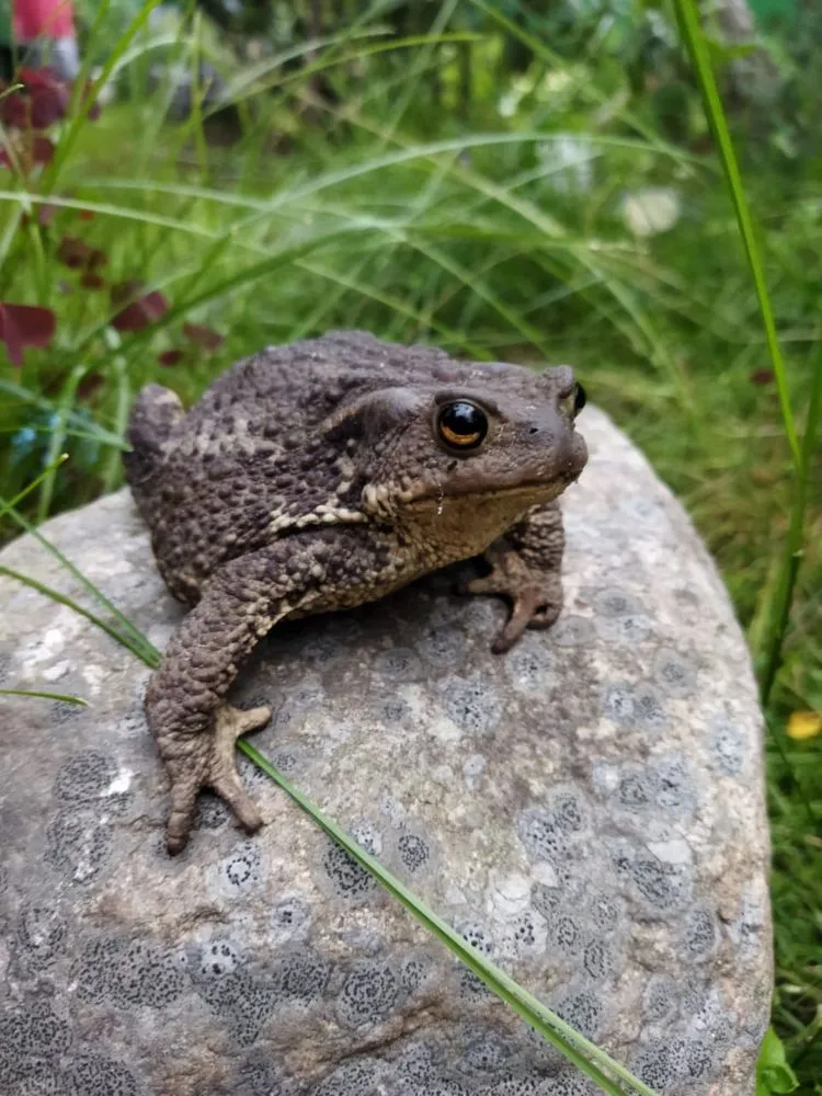 Среда, чуваки 🐸 #1