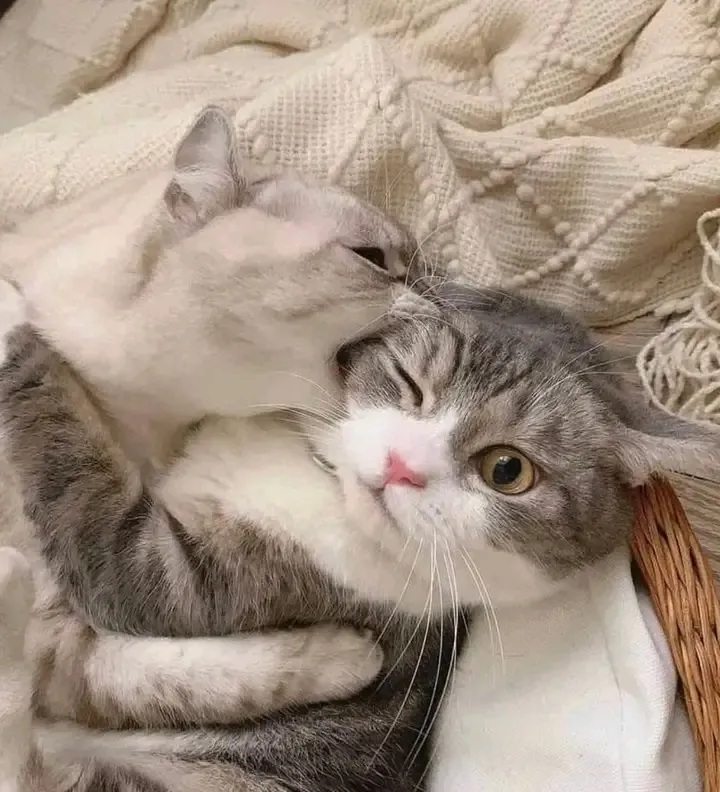 Такая вот любовь 🙃👍😺🐱 #1