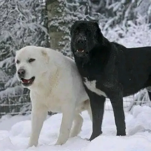 Красавцы 🐕🐕 #1