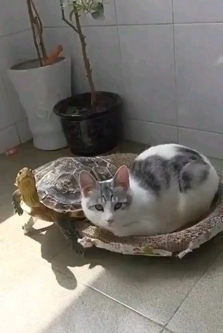 С Добрым Утром🐾🌞 #1