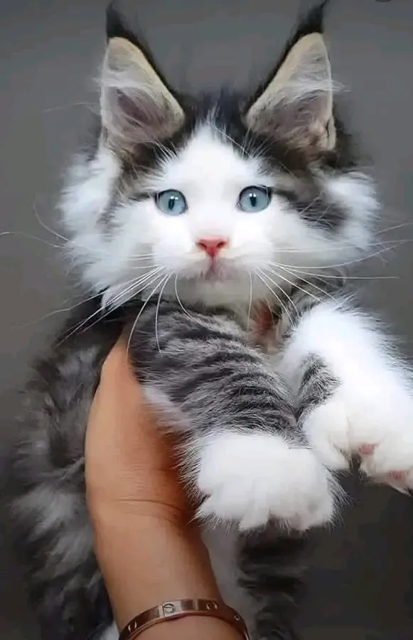 Роскошный красавец 🐾🥰👍 #1