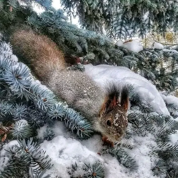 С Пятницей 🐿 #1