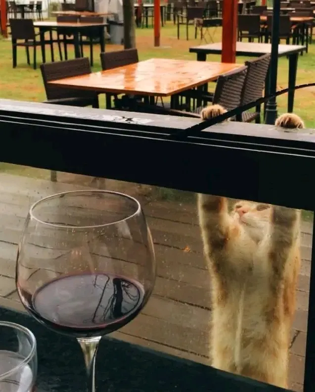 🍷🐈 #1