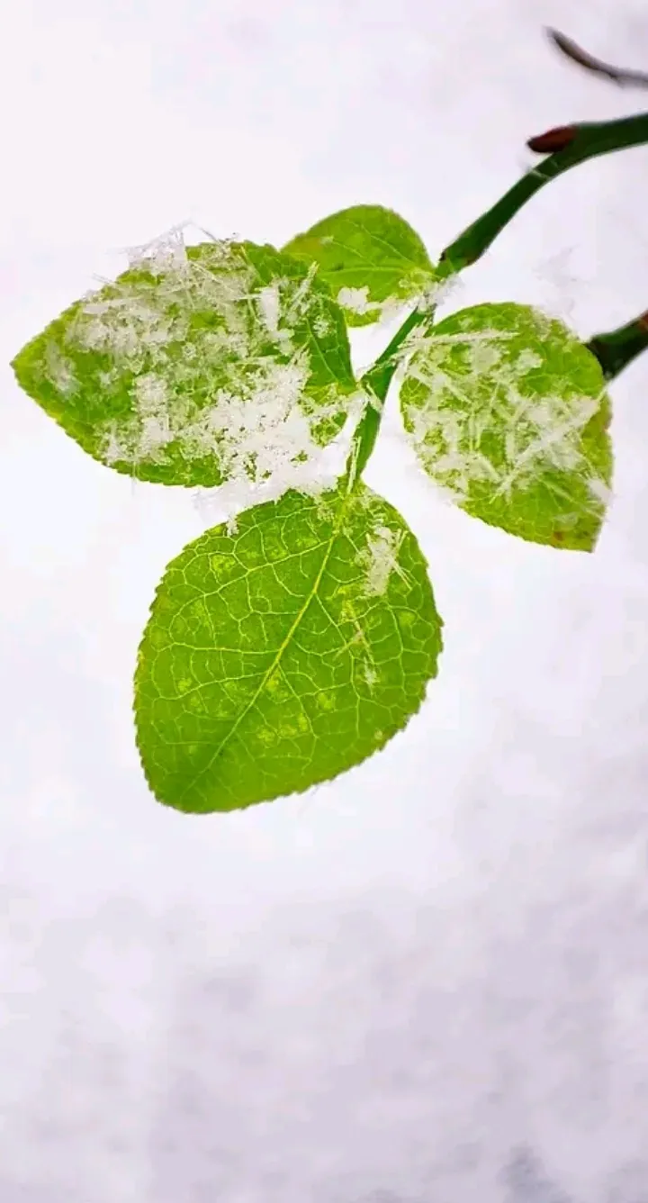 Доброго всем дня 🍃 #1