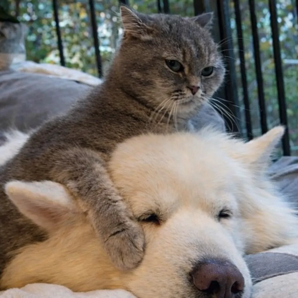Спи. Я посторожу🐾🥰👍
