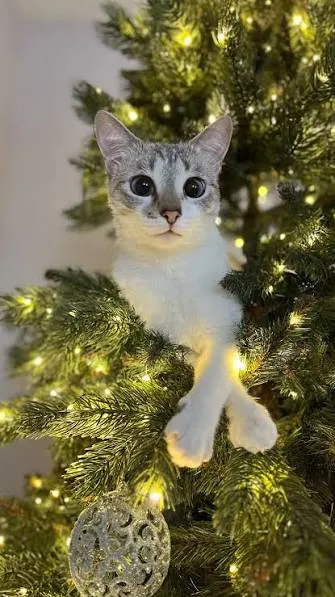 Со Старым Новым Годом 🎄🐾👍 #1
