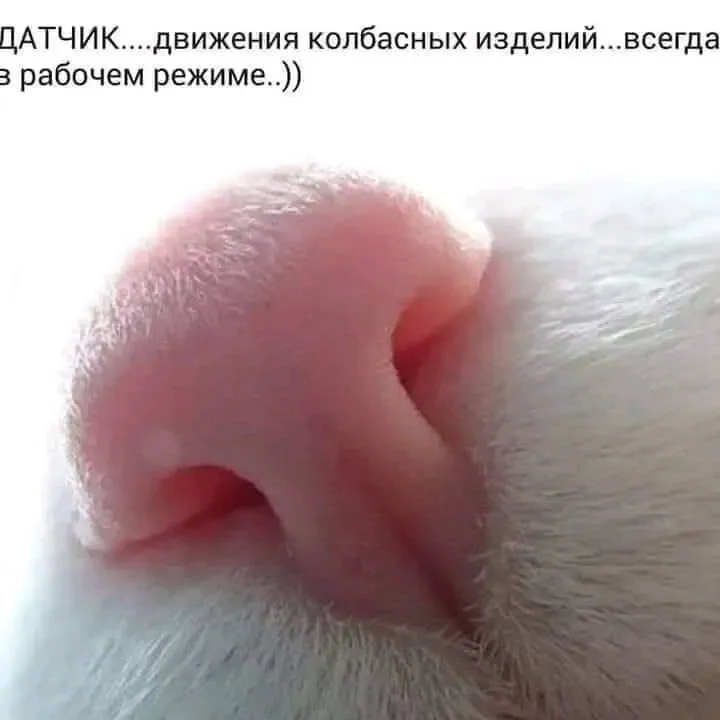 С Добрым Утром🐾🌞 #1