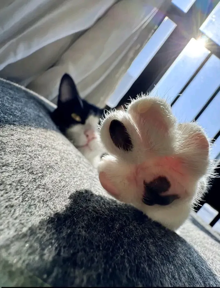 Привет 🐾 #1