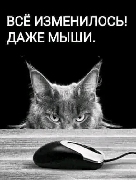 Суровая реальность 😉👍🐭 #1