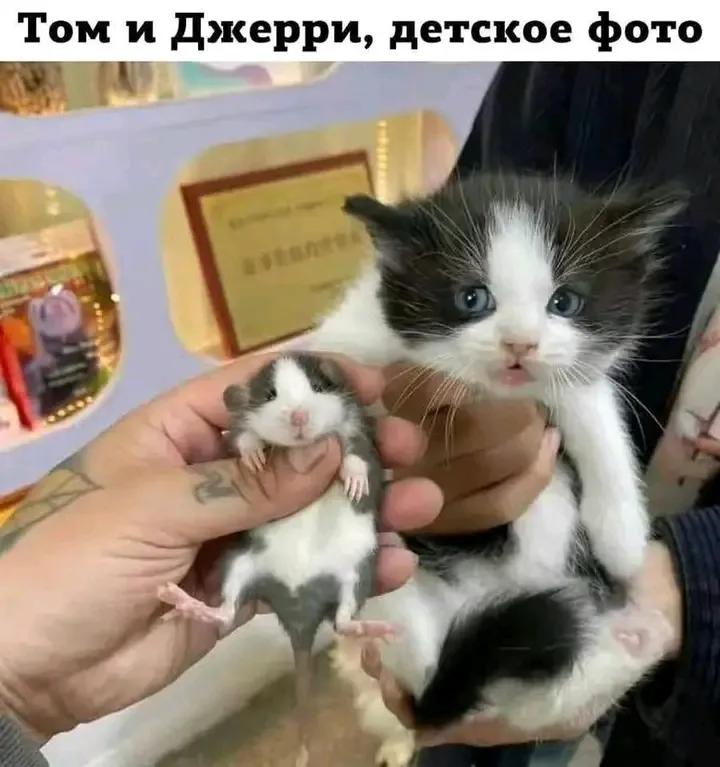 😉🥰🐭🐾👍 #1