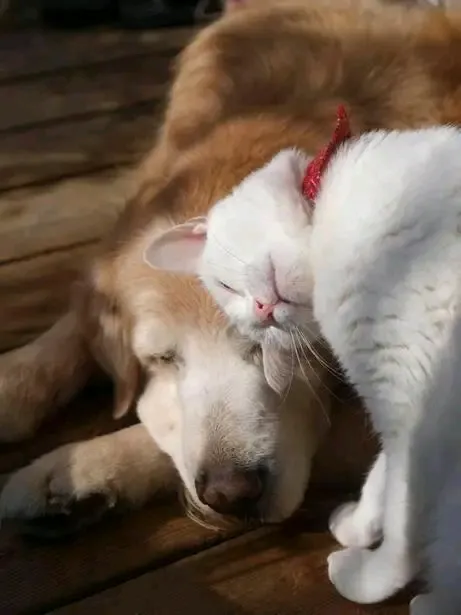 С Добрым Утром🐾🌞🐈 #1