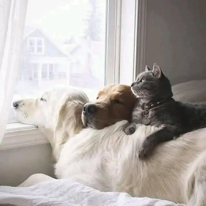 С Добрым Утром🐾🐾🐾🌞🥰 👍 #1