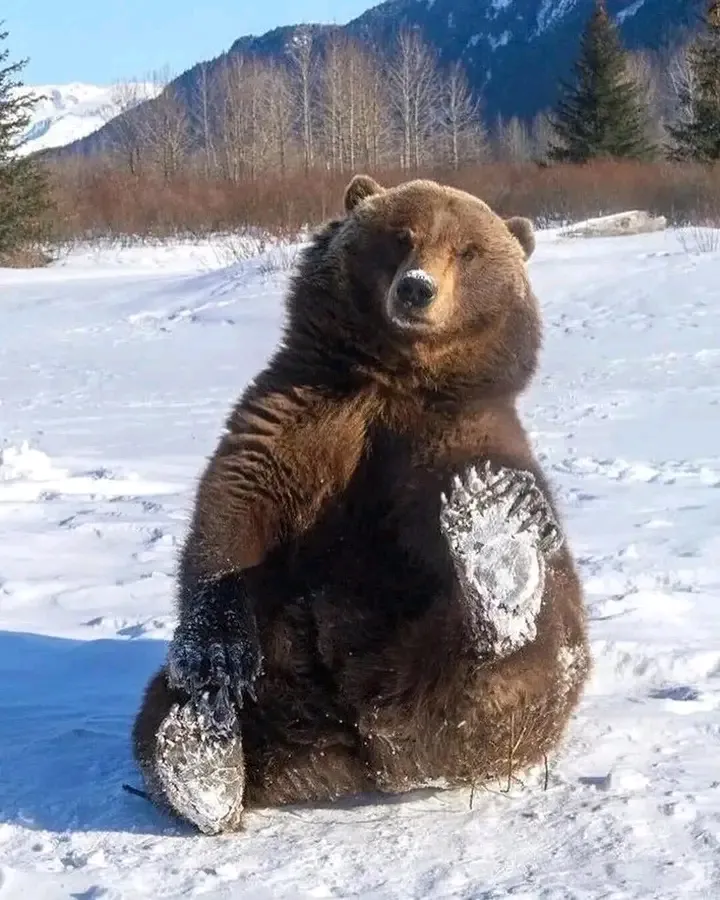 Привет 👋 🐻 #1