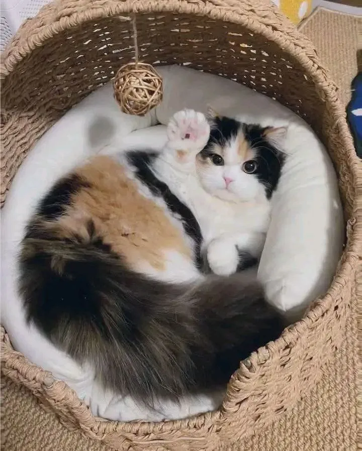 С Добрым Утром🐾🌞🥰 #1